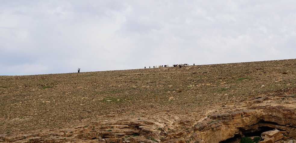 Negev Wüste mit Beduinen und Ziegen