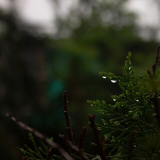 Regentropfen auf Pflanzen