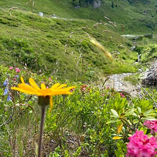 Blumenwiese auf dem Weg zur Twenger Alm