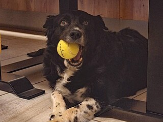 Ein Hund liegt unter einem Tisch und hat einen Tennisball im Maul.