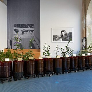 The lobby of a modern building with 11 barrels of tree sapplings