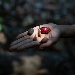 Farmers of the forest, 2024 | Artist: Abhijit Patil