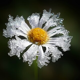 Blume mit Schnee