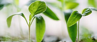 Close-up of young green seedlings emerging from dark soil. The stems and leaves are in sharp focus, while the background is blurred.