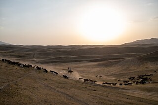 A teenage shepherd herds sheep near the village of Kök-Tash, Kyrgyzstan. 