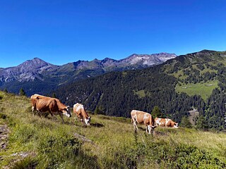 Kühe auf einer Alm