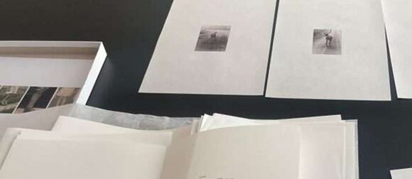 Annaleen Louwes: Es gibt keine Sahne, es gibt Krieg.