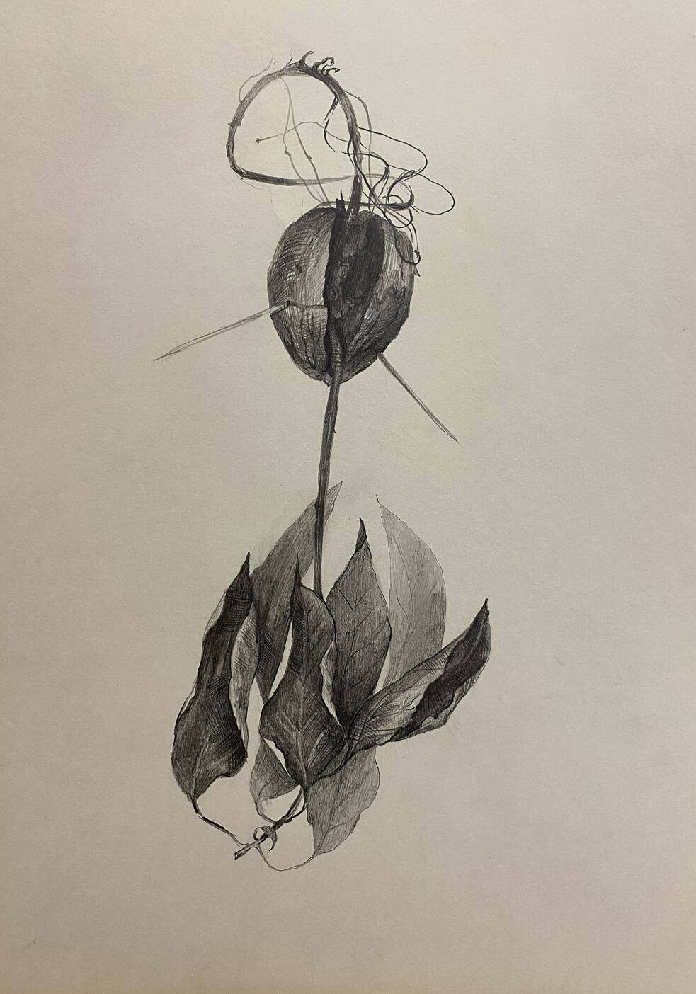 Projekt „Ich weiß, dass sie Angst vor meinen Pflanzen haben“