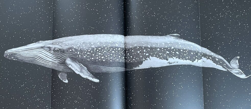 Ein Wal schwebt im All