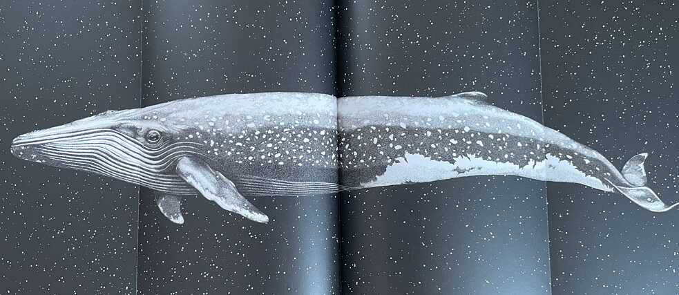 A whale floats in space