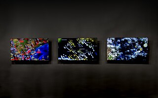 Before Seeds see the light (Photo 1)