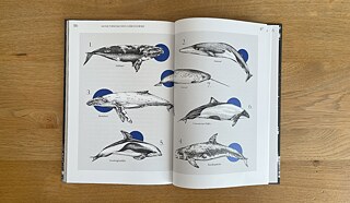 Abbildung aus dem Kapitel „Meine persönlichen Lieblingswale“