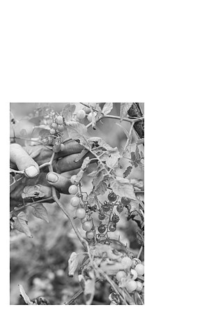 Königsfarm - Photo 15