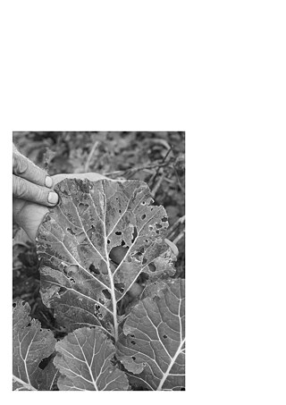 Königsfarm - Photo 16