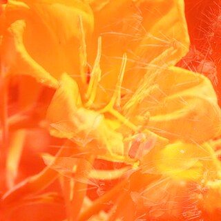 Films for Crossroads, dir. Halina Kliem | Flowers in Superposition with Yellow Filter