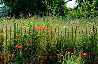 A tall, flower-filled meadow behind a fence.