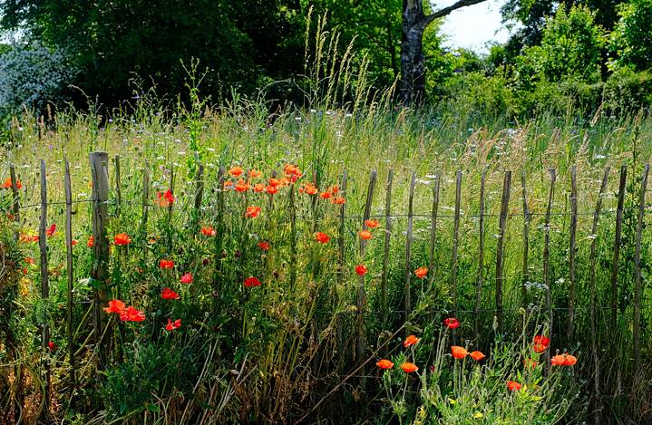Eine hohe Wiese mit Blumen hinter einem Zaun. 