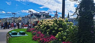 Straße in Salzburg; rechts vorne ein angelegter Grünstreifen mit großen Hortensien umrandet von bunten Blumen; im Hintergrund die Festung