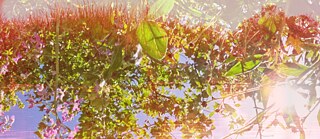 Films for Crossroads, dir. Halina Kliem | Leaves and Water in Superposition