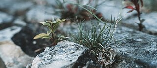 Pflanzen zwischen Steinen