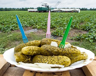 Spreewald gherkins on a plate in front of a gherkin field