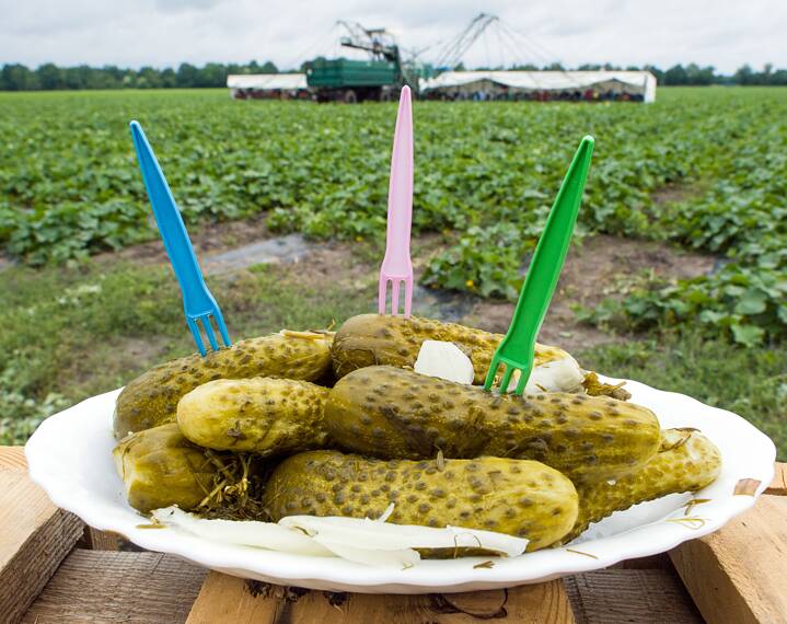 Spreewald gherkins on a plate in front of a gherkin field