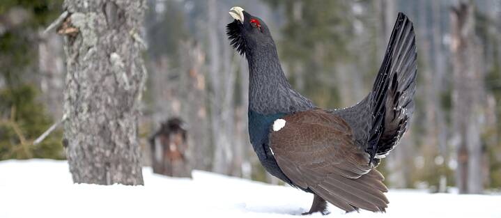 Das Auerhuhn ist mittlerweile in Deutschland nicht nur sehr rar, es ist überdies auch noch sehr scheu. Wem im Bayerischen Wald keines über den Weg läuft – hier zumindest ein Foto.