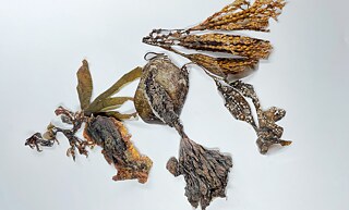 Getrocknete Algen vor weißem Hintergrund