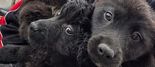 Nahaufnahme von schwarzen Hundewelpen