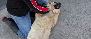 Roman streichelt einen Hund