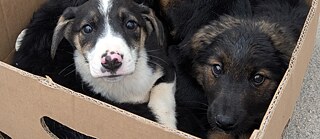 Welpen in einer Kiste