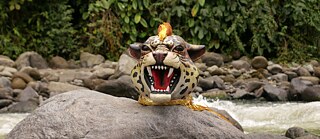 The Indian Queens | Jaguarkopf: Foto aufgenommen in Mindo (Andenwald Chocó). Eines der Gebiete mit der größten Artenvielfalt in der Region.