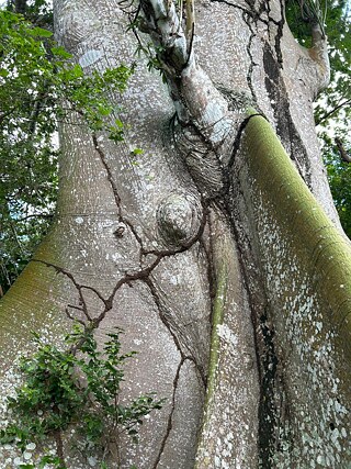 Samaúma-Baum, Brasilien