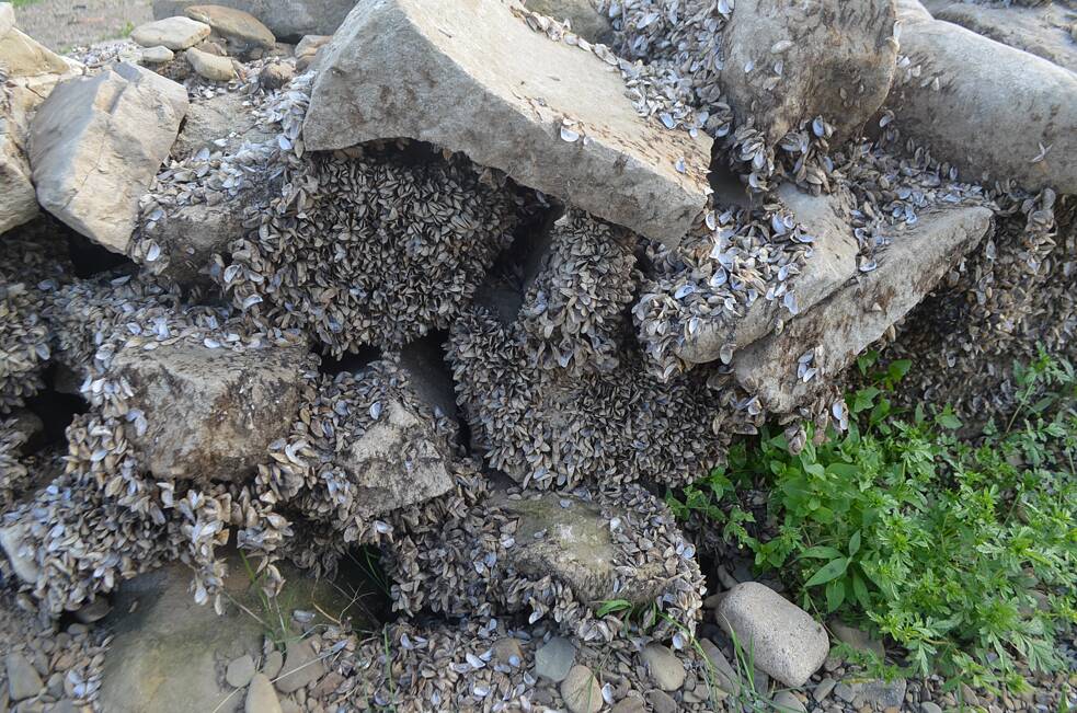 Valkov. Vodný život na suchu