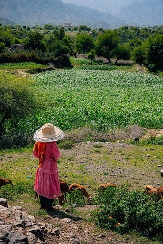 Al-Baraa Mansoor Al-Sameai 4