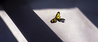 Gelb-schwarzer Schmetterling auf einer sonnenbeschienenen Fläche mit starken Schatten.