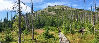 Holzstege führen durch die Moore hoch zum Lusen.