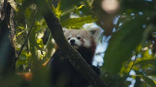 Seeing Red, saving red pandas - SFF 2025