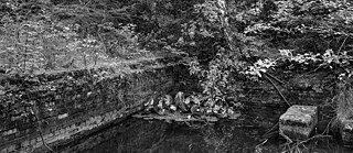 Das Schwarz-Weiß-Foto zeigt die Überreste einer alten, überwucherten Steinstruktur im Wald – ein Tor oder Gewölbeeingang, teilweise eingestürzt und von Moos bedeckt. Zwischen den kahlen Bäumen und dem Laub am Boden wirkt der Ort still und verlassen, als hätte die Natur ihn fast vollständig zurückerobert. Die Aufnahme vermittelt eine eindringliche Atmosphäre von Vergänglichkeit, Erinnerung und verborgener Geschichte.