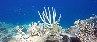 Coral reef with bleached coral.
