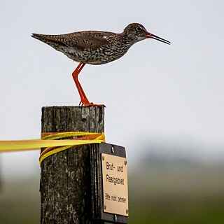 Redshank standing on a post at the Wadden Sea