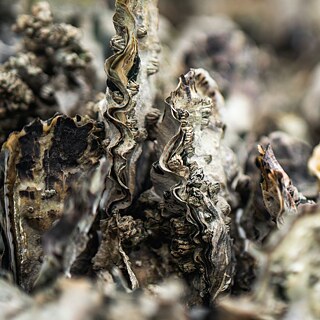 Close-up of oyster bed