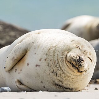 Harbor seal sunning at the Wadden Sea