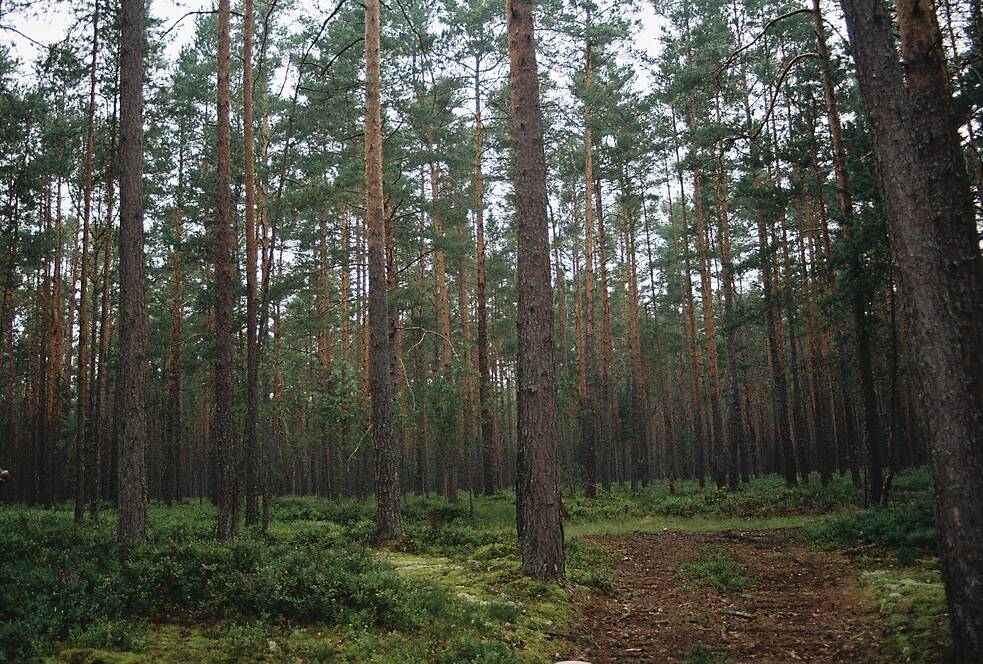 Auf dem Weg in den Kiefernwald.