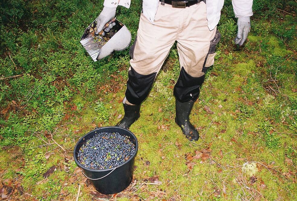 Dušan während des Sammelns.