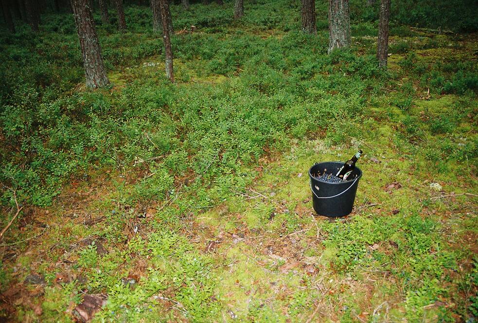 Ein Eimer Blaubeeren und ein halber Liter.
