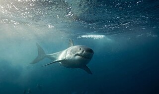 Episode 13 visual - Novi Sad School of Journalism &copy; © Freepik Episode 13 visual - Novi Sad School of Journalism