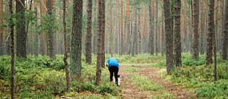 Blueberries 200 metres