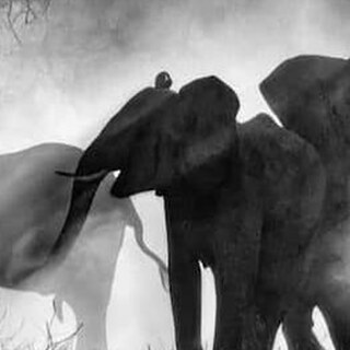 Black-and-white photo of elephants in a foggy savanna and mysterious light. Key image for Werner Herzog's film 'Ghost Elephants' screening at Antenna Festival in Australia.