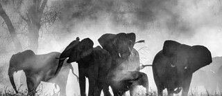 Black-and-white photo of elephants in a foggy savanna and mysterious light. Key image for Werner Herzog's film 'Ghost Elephants' screening at Antenna Festival in Australia.